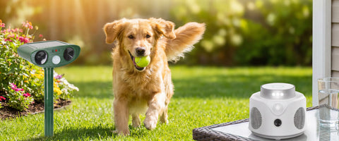 Do ultrasonic pest repellers bother dogs?