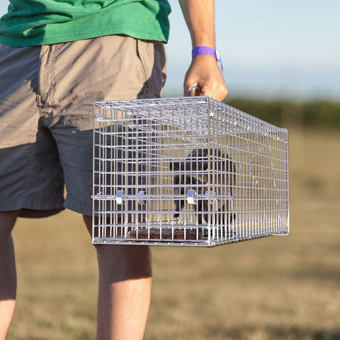 iMounTEK 25.6" Heavy Duty Humane Animal Trap – Folding Catch & Release